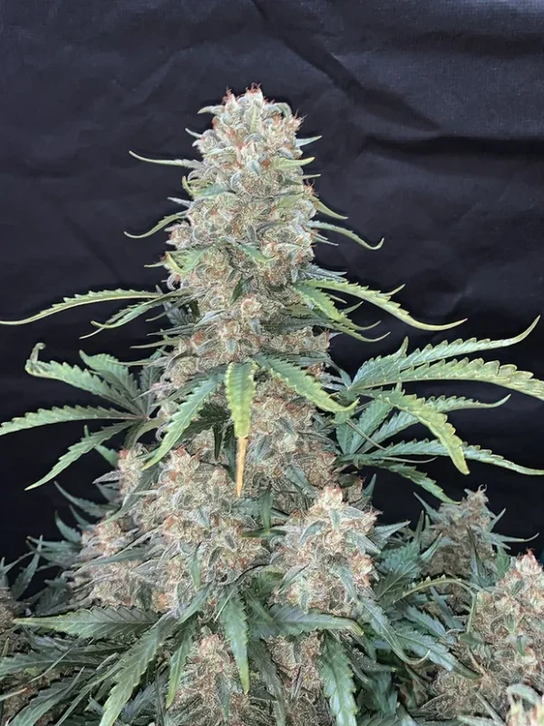 Afghan Kush - Imagen 2
