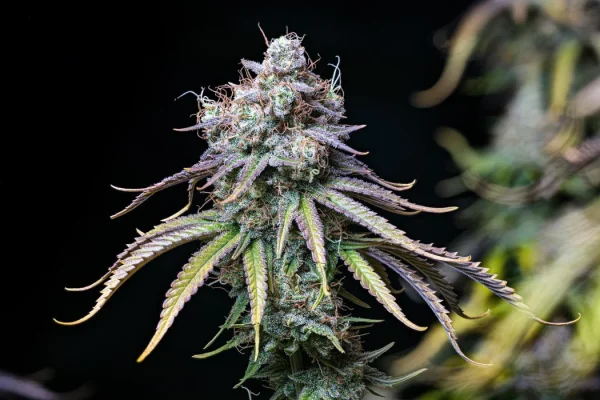 Northern Lights CBD