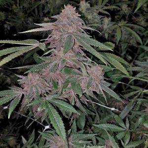 Garlic Budder