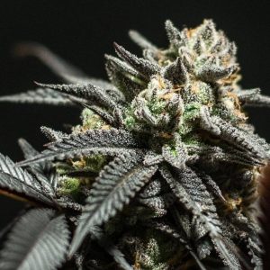 Choco OG
