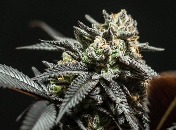 Choco OG