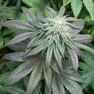 BSOD74 – Billy Seeds